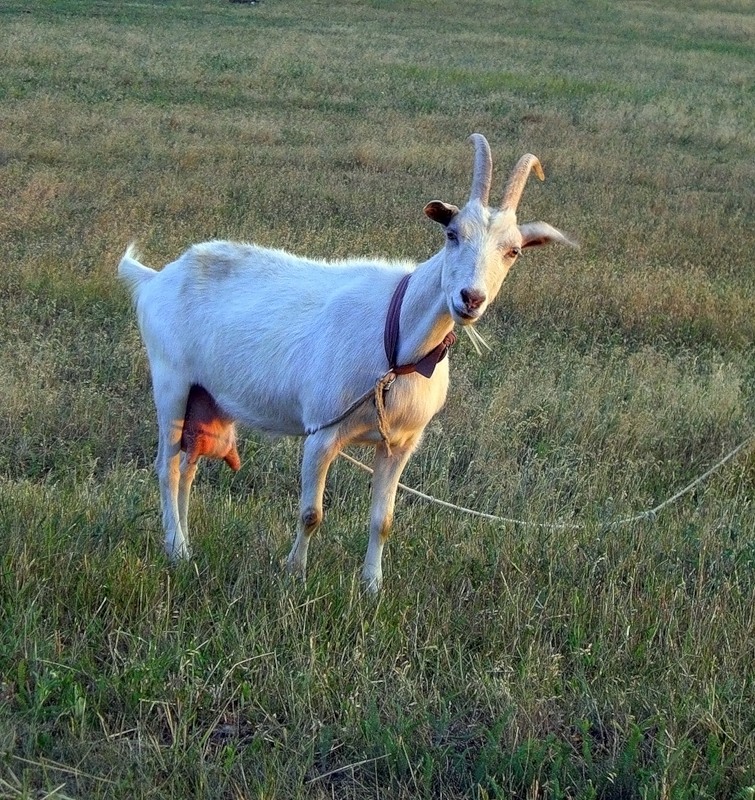 РљРѕР·Р»РёРє РІ РїРѕР»Рµ